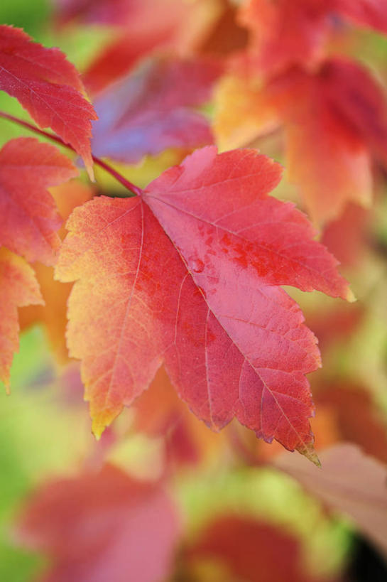 无人,竖图,彩色,室外,特写,白天,留白,美景,植物,枫树,叶子,景观,枝,树,黄色,红色,自然,橙色,景色,季节,摄影,生长,五颜六色,明亮,色彩斑斓,清新,自然风光,柔焦,改变,五彩缤纷,落叶树,五彩斑斓,五光十色,红花槭,秋天,鸡爪枫,彩图