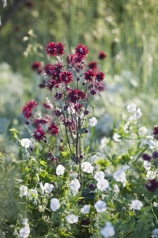 无人,竖图,室外,特写,白天,热情,美景,植物,日光,英国,欧洲,伦敦,景观,首都,花,红色,阳光,自然,夏天,太阳花,景色,摄影,天竺葵,西欧,自然风光,大不列颠,耧斗菜,大不列颠及北爱尔兰联合王国,大不列颠及爱尔兰联合王国,雾都,牻牛儿苗,肯辛顿.切尔西区,彩图,大不列颠王国,大英帝国,联合王国,日不落帝国,多年生植物