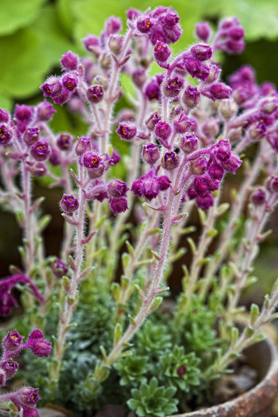 无人,竖图,室外,特写,白天,留白,美景,植物,虎耳草,叶子,花盆,景观,草药,药草,中药,花,花瓣,粉色,自然,容器,景色,摄影,生长,明亮,清新,自然风光,药材,中草药,柔焦,坚持,中药材,本草,持续,石荷叶,老虎草,金线吊芙蓉,金丝荷叶,彩图,全画面,全框架,全帧,肉质植物,全画幅