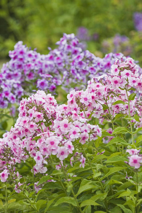 无人,竖图,室外,特写,白天,美景,植物,景观,花,粉色,紫色,自然,夏天,景色,摄影,自然风光,草夹竹桃,彩图,宿根福禄考,天蓝绣球,夏福禄,锥花福禄考,美人