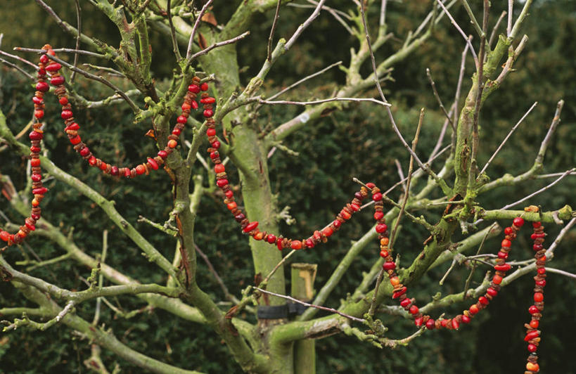 无人,横图,室外,特写,白天,美景,圣诞节,吊挂,悬挂,装饰,花环,景观,冬天,食品,圣诞树,饮品,挂,饮食,树,食物,饮料,一个,红色,自然,干果,葡萄干,景色,摄影,单个,臀,可口,自然风光,手艺,适口,休闲活动,彩图