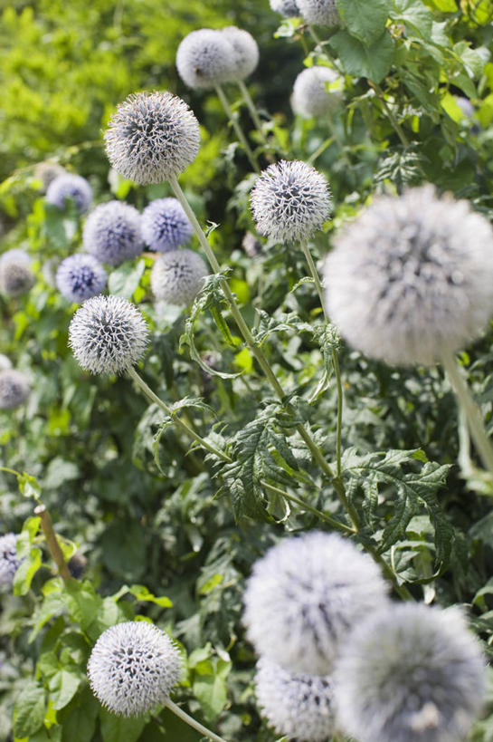 无人,竖图,室外,特写,白天,美景,植物,许多,景观,很多,花,灰色,自然,夏天,球体,蓟,景色,摄影,褪色,自然风光,蓝刺头,彩图,全画面,全框架,全帧,全画幅,多年生植物