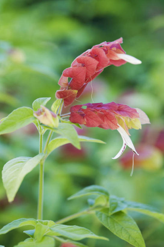 无人,竖图,室外,特写,白天,美景,植物,盛开,景观,花蕾,花,花瓣,花朵,鲜花,一朵,一个,红色,自然,夏天,花苞,花蕊,橙色,景色,摄影,生长,单个,灌木,清新,自然风光,彩图,小虾花