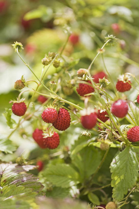 无人,竖图,室外,特写,白天,美景,草莓,浆果,水果,叶子,景观,饮食,红色,自然,夏天,景色,摄影,自然风光,野草莓,彩图