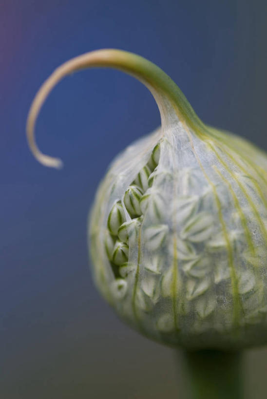 无人,竖图,室外,特写,白天,侧面,美景,植物,覆盖,准备,开,景观,花蕾,花,自然,夏天,打开,景色,摄影,环境,开启,清新,显现,自然风光,开端,斯普利特,彩图