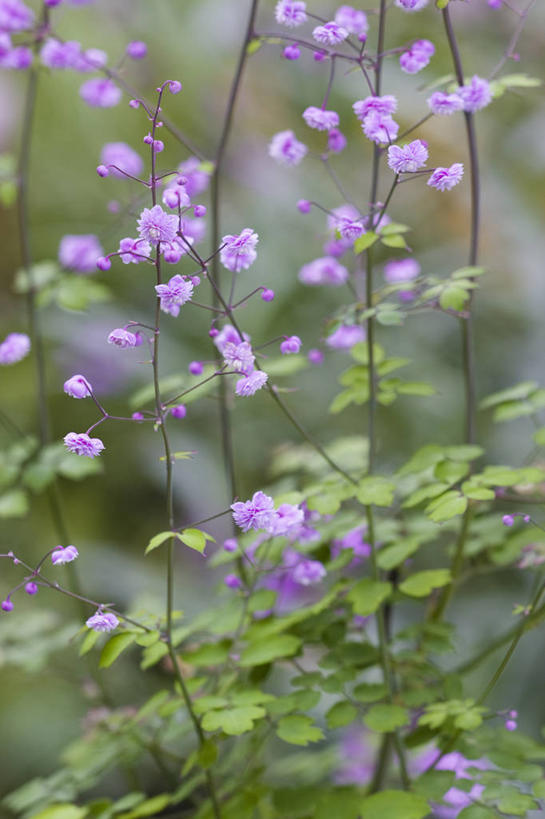 无人,竖图,室外,特写,白天,美景,植物,景观,花,一个,粉色,自然,夏天,景色,摄影,单个,环境,脆弱,清新,自然风光,彩图,唐松草,多年生植物