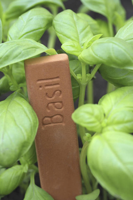 无人,竖图,室外,特写,白天,美景,植物,叶子,标签,景观,食品,饮食,绿色,自然,陶器,景色,摄影,环境,罗勒,草本,清新,自然风光,消息,彩图