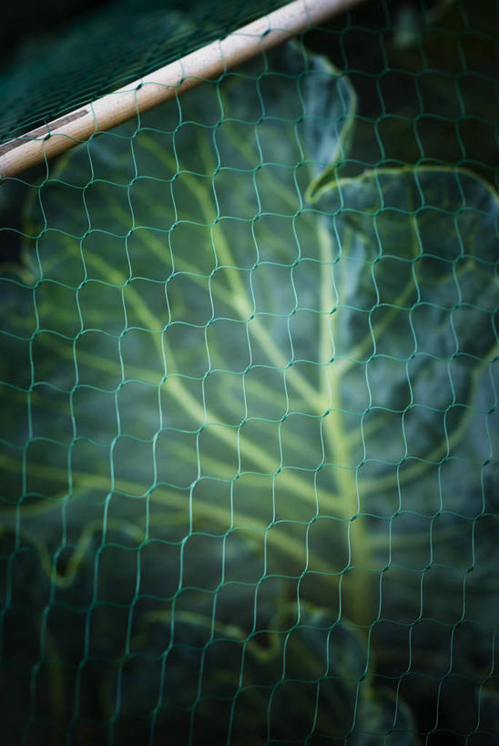 无人,竖图,室外,特写,白天,美景,植物,蔬菜,叶子,网,景观,食品,笼子,铁丝网,设备,饮食,物品,一个,蓝色,绿色,自然,景色,摄影,有机食品,单个,保护,环境,金属丝,清新,自然风光,彩图,共生关系