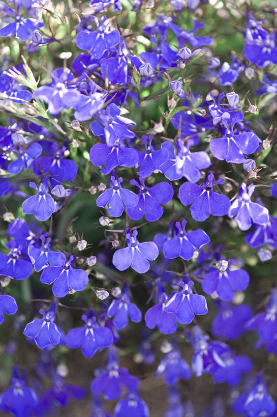 无人,竖图,彩色,室外,特写,白天,美景,植物,许多,丰富,景观,很多,床上用品,花,花瓣,蓝色,自然,装饰物,夏天,景色,摄影,五颜六色,环境,色彩斑斓,清新,自然风光,五彩缤纷,五彩斑斓,五光十色,彩图,全画面,全框架,全帧,全画幅,半边莲属