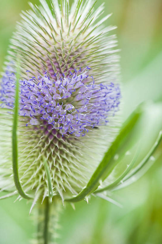 无人,竖图,室外,特写,白天,美景,植物,条纹,盛开,圆形,景观,花蕾,花,花瓣,花朵,鲜花,一朵,一个,蓝色,紫色,自然,戒指,夏天,花苞,花蕊,球体,景色,摄影,单个,环境,锋利,尖锐,草本,清新,荆棘,自然风光,起绒草,苍白,三维图形,式样,彩图,多年生植物