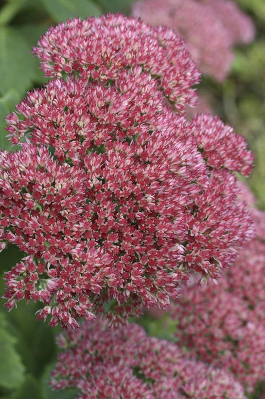 无人,竖图,室外,特写,白天,美景,植物,景观,草药,药草,中药,花,一个,粉色,自然,花束,景色,摄影,单个,环境,清新,景天,自然风光,药材,中草药,中药材,本草,八宝,秋天,彩图,全画面,全框架,全帧,肉质植物,全画幅,包菜还阳,活血三七,多年生植物