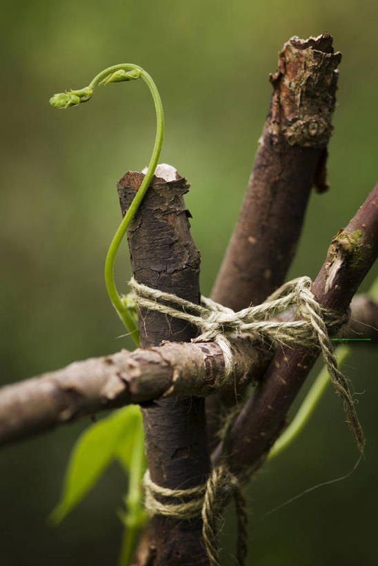 无人,攀登,竖图,室外,特写,白天,射击,美景,植物,豆,蔬菜,景观,园艺,食品,豆角,饮食,自然,线绳,景色,摄影,生长,支撑,环境,清新,运送,自然风光,户外活动,红花菜豆,开端,彩图,卷须