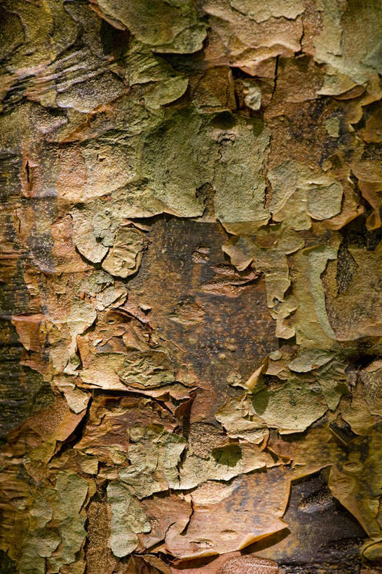 无人,竖图,室外,特写,白天,美景,树林,植物,枫树,木制,景观,褐色,树皮,树,树干,一个,自然,景色,摄影,单个,环境,剥落,自然风光,落叶树,肌理,式样,彩图,全画面,全框架,全帧,全画幅