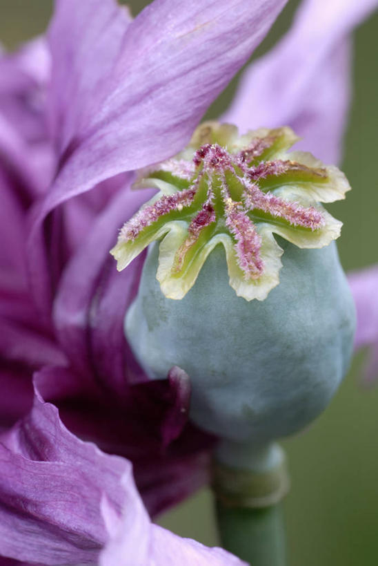 无人,竖图,室内,室外,特写,白天,美景,植物,罂粟,停靠,景观,种子,毛茛,草药,药草,警告,中药,花,花瓣,一个,粉色,紫色,自然,景色,警示,摄影,单个,保护,禁止,环境,提醒,上瘾,清新,提示,停泊,限制,自然风光,药材,中草药,反差,中药材,本草,老虎脚爪草,鱼疔草,鸦片,危险,彩图,影棚拍摄