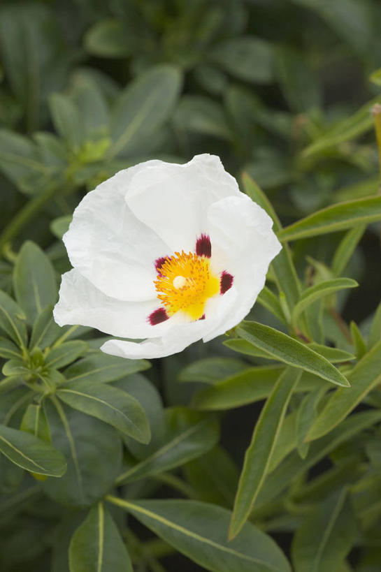 无人,竖图,室外,特写,白天,美景,植物,盛开,景观,花蕾,花,花瓣,花朵,鲜花,一朵,一个,白色,自然,夏天,花苞,花蕊,景色,摄影,生长,单个,灌木,环境,清新,自然风光,岩蔷薇,彩图