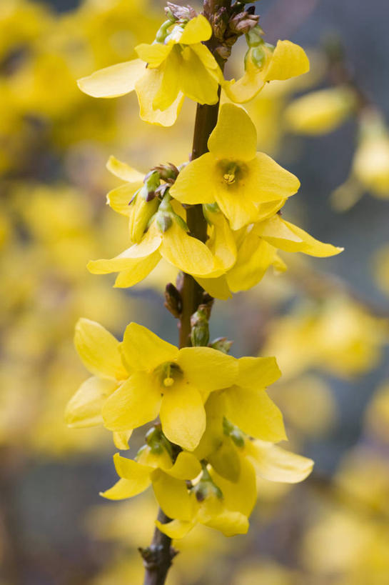 无人,竖图,彩色,室外,特写,白天,快乐,美景,植物,连翘,景观,花,一个,黄色,自然,花束,春天,景色,摄影,单个,灌木,五颜六色,环境,明亮,色彩斑斓,清新,自然风光,五彩缤纷,落叶树,五彩斑斓,五光十色,青翘,落翘,连壳,黄奇丹,黄花条,彩图