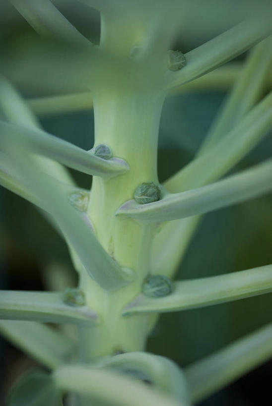无人,菜园,农田,竖图,室外,特写,白天,庄稼,农作物,美景,植物,蔬菜,景观,园艺,食品,花蕾,饮食,自然,夏天,景色,摄影,生长,环境,清新,自然风光,健康食物,球芽甘蓝,开端,休闲活动,彩图,耕地,庄稼田,月,人老心不老