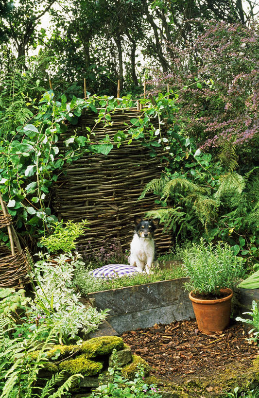 无人,竖图,室外,特写,白天,美景,植物,柳树,宠物,狗,叶子,景观,织物,座位,自然,动物,夏天,家畜,景色,摄影,环境,草本,自然风光,休闲活动,彩图,机织物