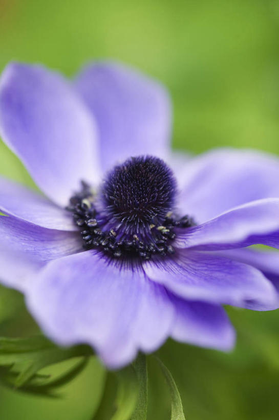 无人,竖图,室外,特写,白天,美景,植物,白头翁,景观,花,一个,蓝色,紫色,自然,夏天,景色,摄影,银莲花,单个,环境,脆弱,清新,自然风光,彩图,多年生植物