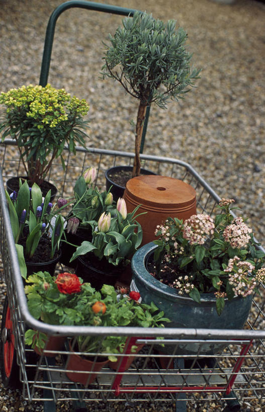 无人,商店,竖图,室外,特写,白天,购物,美景,植物,购物车,景观,顾客,自然,容器,春天,景色,摄影,环境,自然风光,彩图,园艺中心,短语