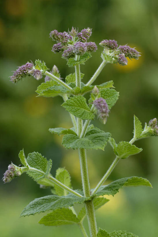 无人,竖图,室外,特写,白天,美景,植物,叶子,景观,薄荷,薄荷叶,饮食,花,一个,自然,景色,摄影,生长,单个,环境,草本,清新,自然风光,苹果薄荷,彩图