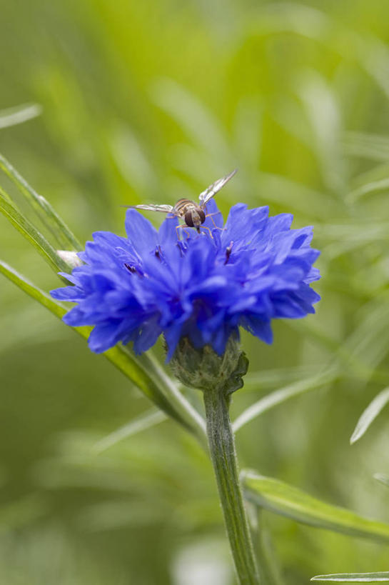 无人,竖图,室外,特写,白天,美景,植物,野生动物,昆虫,景观,花,一个,自然,动物,夏天,景色,摄影,单个,环境,清新,自然风光,矢车菊,节肢动物,益虫,食蚜蝇,彩图