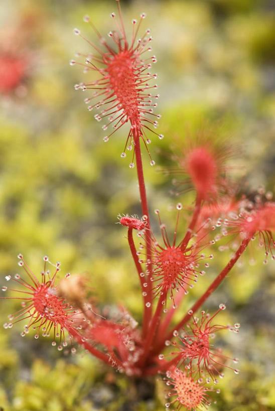 无人,竖图,室外,特写,白天,留白,美景,植物,叶子,捕食,液体,景观,水滴,一个,红色,绿色,自然,夏天,景色,摄影,生长,单个,成长,环境,死亡,气候,热带气候,清新,自然风光,陷阱,茅膏菜,彩图