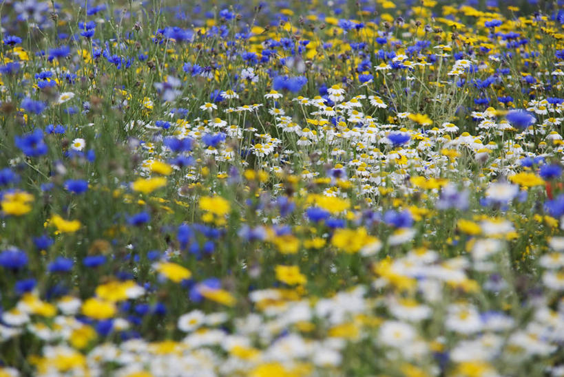 无人,横图,彩色,室外,特写,白天,草地,美景,植物,景观,田地,万寿菊,野花,花,一个,蓝色,白色,自然,夏天,景色,摄影,生长,多样,单个,五颜六色,环境,色彩斑斓,清新,自然风光,矢车菊,五彩缤纷,反差,五彩斑斓,甘菊花,五光十色,彩图,全画面,全框架,全帧,田春黄菊,全画幅