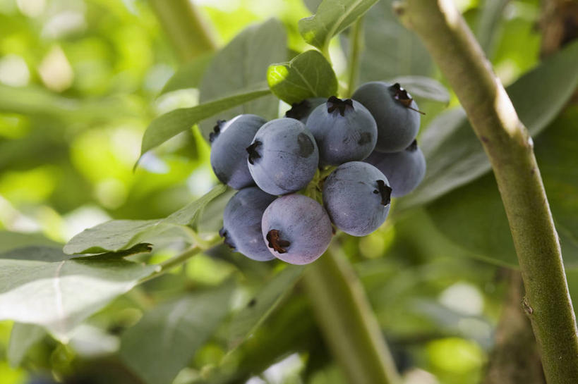 无人,横图,室外,特写,白天,美景,植物,浆果,蓝莓,水果,景观,食品,饮食,蓝色,自然,景色,摄影,有机食品,环境,清新,自然风光,彩图,抗氧化剂