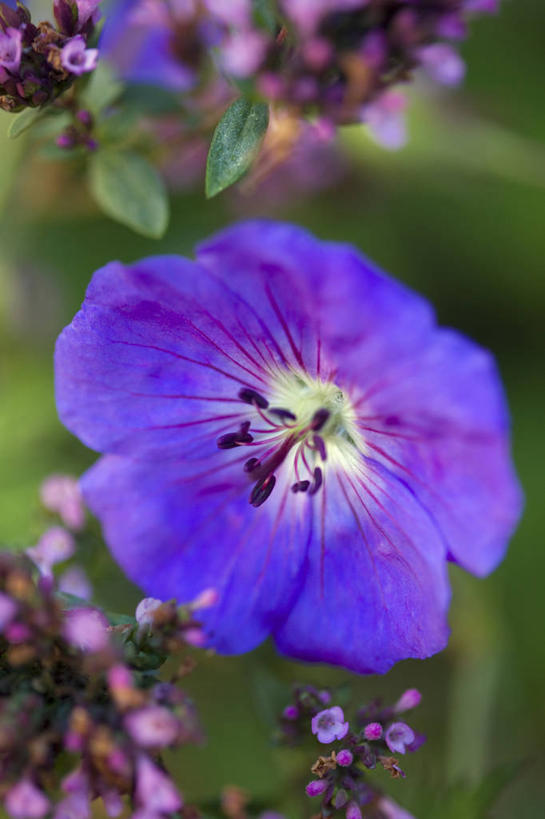 无人,竖图,室外,特写,白天,留白,热情,美景,植物,景观,花,一个,紫色,阳光,自然,夏天,太阳花,景色,摄影,生长,单个,环境,牛至,天竺葵,草本,清新,自然风光,牻牛儿苗,彩图