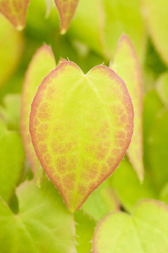 无人,竖图,室外,特写,白天,美景,植物,叶子,景观,一个,粉色,自然,春天,景色,摄影,生长,单个,环境,脆弱,清新,自然风光,淫羊藿,心型,秋天,彩图,美人,多年生植物