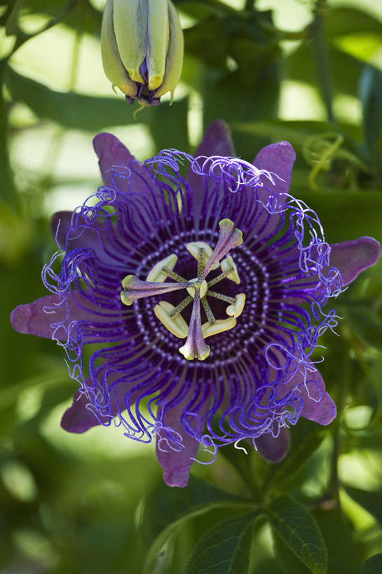 无人,攀登,竖图,室外,特写,白天,美景,植物,景观,花,一个,紫色,自然,夏天,西番莲,景色,摄影,生长,单个,环境,清新,自然风光,户外活动,彩图