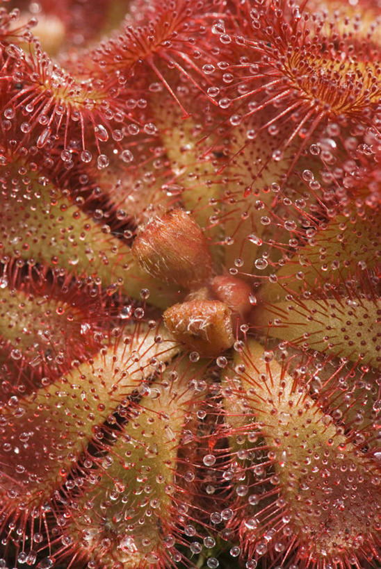 无人,竖图,室外,特写,白天,爱情,幸福,纯洁,热情,成功,胜利,美景,植物,玫瑰,叶子,装饰,捕食,景观,玫瑰花,浪漫,粉色,红色,绿色,自然,夏天,温暖,温馨,景色,恩爱,光彩,摄影,生长,成长,华丽,修饰,环境,死亡,点缀,和睦,气候,热带气候,清新,自然风光,奖牌,感动,荣誉,陷阱,奖品,衬托,美观,雅致,雅观,尊敬,荣耀,茅膏菜,光荣,天真,刺玫花,徘徊花,彩图,全画面,全框架,全帧,全画幅,融洽