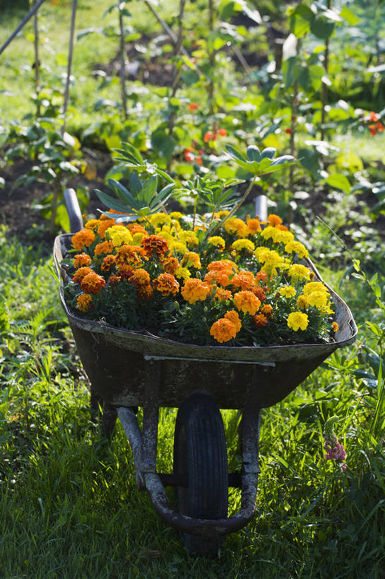 无人,菜园,农田,竖图,室外,特写,白天,庄稼,农作物,美景,植物,景观,万寿菊,自然,容器,夏天,景色,摄影,生长,环境,清新,自然风光,循环利用,环境保护,独轮手推车,彩图,耕地,庄稼田