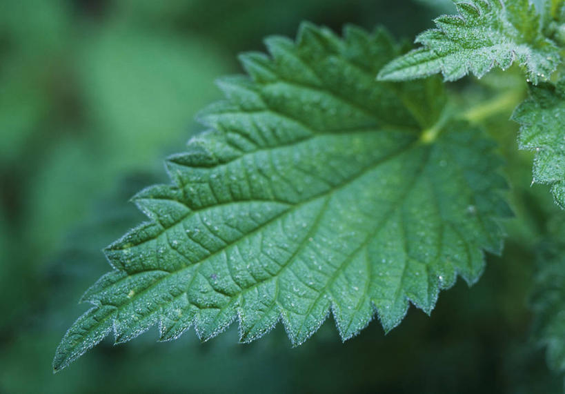 无人,横图,室外,特写,白天,美景,植物,叶子,景观,野花,花,自然,夏天,景色,摄影,环境,草本,清新,自然风光,刺荨麻,彩图