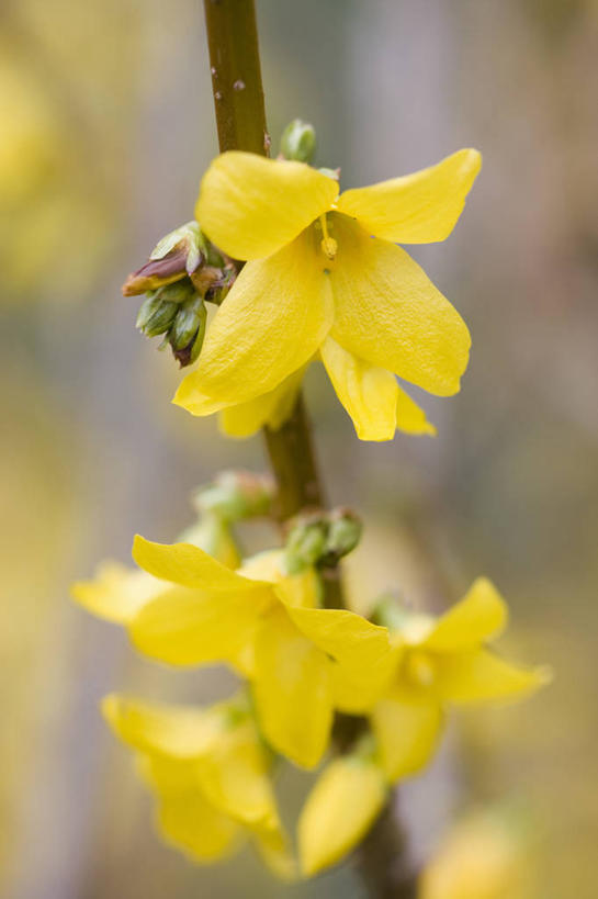 无人,竖图,彩色,室外,特写,白天,快乐,美景,植物,连翘,景观,花,一个,黄色,自然,花束,春天,景色,摄影,单个,灌木,五颜六色,环境,明亮,色彩斑斓,清新,自然风光,五彩缤纷,落叶树,五彩斑斓,五光十色,青翘,落翘,连壳,黄奇丹,黄花条,彩图