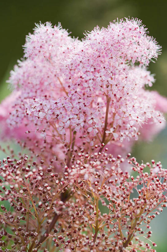 无人,竖图,室外,特写,白天,美景,植物,绣线菊,小的,景观,云,粉色,天空,自然,夏天,祈福,景色,摄影,生长,环境,清新,自然风光,努力,肌理,蚂蝗梢,彩图,多年生植物