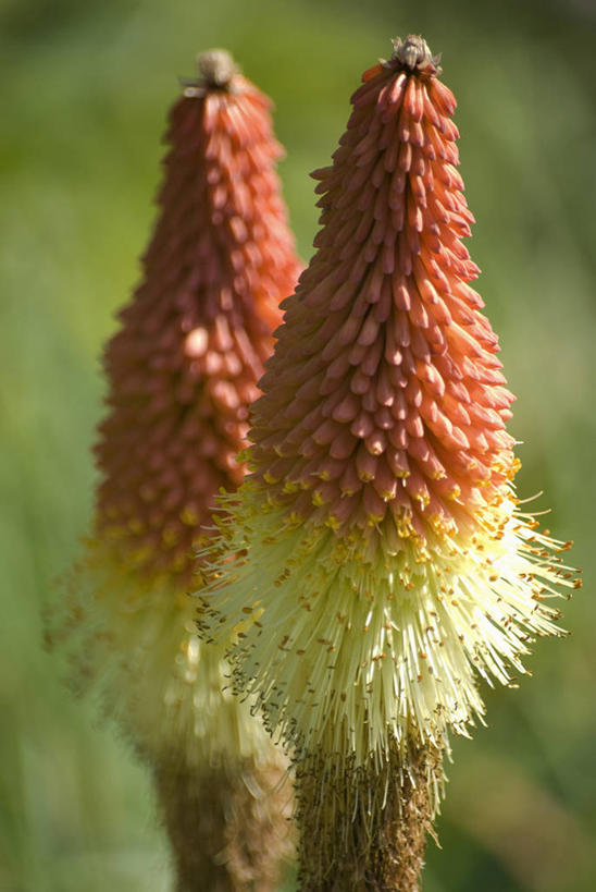 无人,竖图,室外,特写,白天,热情,美景,植物,景观,尖顶,一对,花,排列,两个,红色,自然,夏天,橙色,景色,摄影,环境,清新,自然风光,思念,火把莲,火炬百合,火炬花,彩图,剑叶兰