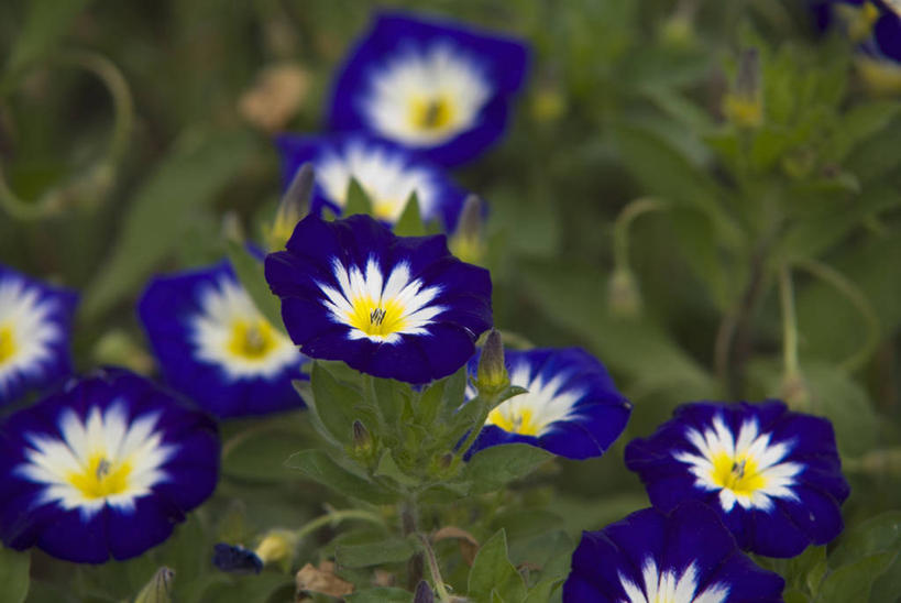 无人,横图,彩色,室外,特写,白天,快乐,美景,植物,喇叭花,景观,花,蓝色,紫色,自然,夏天,景色,摄影,生长,五颜六色,环境,色彩斑斓,草本,清新,自然风光,五彩缤纷,法国国旗,五彩斑斓,五光十色,彩图,全画面,全框架,全帧,打破碗花,打碗花,篱打碗,篱打碗花,篱天剑,旋花,全画幅