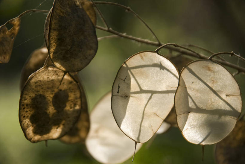 无人,横图,室外,白天,美景,植物,公文包,景观,褐色,种子,一个,自然,景色,季节,摄影,生长,单个,环境,脆弱,自然风光,干的,苍白,落叶树,秋天,彩图,二年生植物