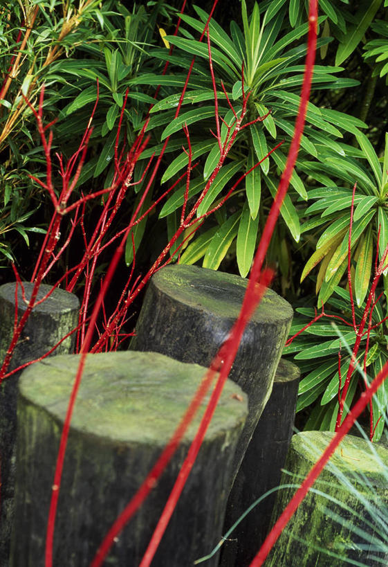 无人,竖图,室外,特写,白天,美景,植物,景观,冬天,自然,景色,摄影,灌木,环境,自然风光,山茱萸,落叶树,彩图