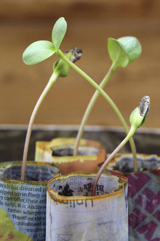 无人,竖图,室外,特写,白天,美景,植物,向日葵,微生物,报纸,花盆,分离,景观,设备,物品,自然,容器,靠,靠着,景色,伸手,摄影,生长,环境,自然风光,秧苗,循环利用,环境保护,分解,开端,彩图,降解,生物降解,生物降解材料