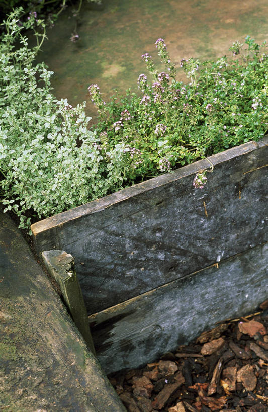 无人,竖图,俯视,室外,特写,白天,美景,植物,花坛,景观,拿着,自然,景色,摄影,环境,百里香,草本,自然风光,边界,彩图,高角度拍摄