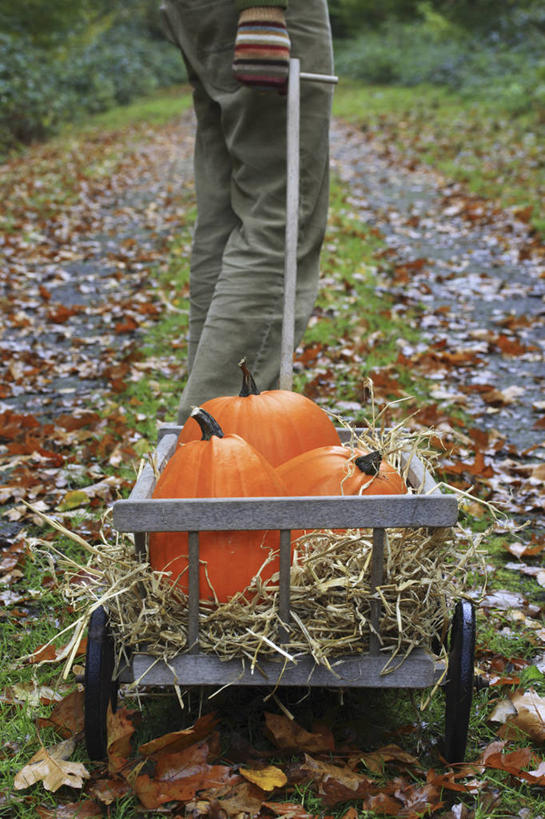 成年人,一个人,竖图,室外,白天,美景,植物,南瓜,蔬菜,仅一个男性,景观,食品,饮食,自然,万圣节,景色,摄影,生活方式,环境,清新,自然风光,男人,男性,秋天,彩图