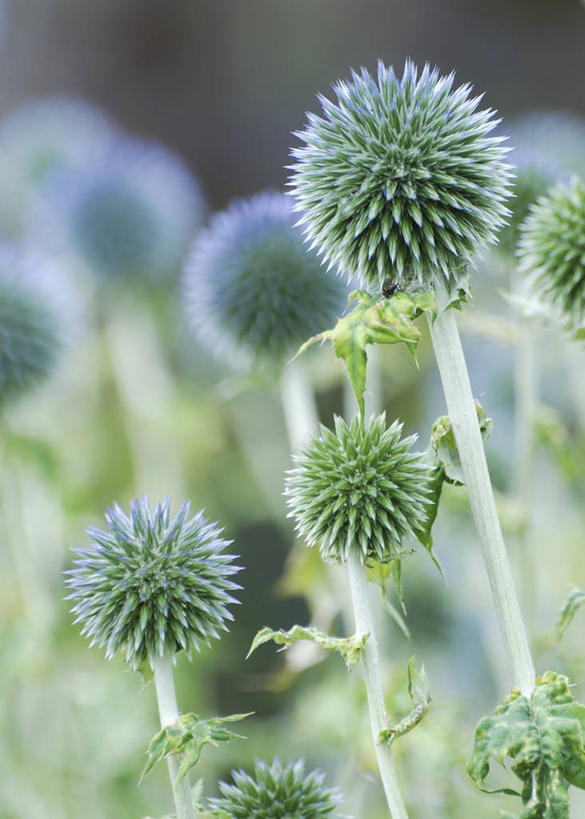 无人,竖图,室外,特写,白天,美景,植物,景观,花,绿色,灰色,自然,夏天,球体,蓟,景色,摄影,环境,锋利,尖锐,清新,荆棘,自然风光,三维图形,蓝刺头,彩图,多年生植物