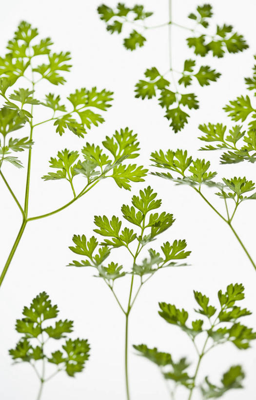 无人,竖图,彩色,室内,特写,留白,美景,植物,叶子,景观,香菜,食品,种子,枝,饮食,绿色,自然,景色,摄影,影棚,五颜六色,环境,明亮,色彩斑斓,葛缕子籽,草本,清新,自然风光,摄影棚,五彩缤纷,五彩斑斓,嫩枝,五光十色,设计,彩图,全画面,全框架,全帧,影棚拍摄,拍摄,全画幅