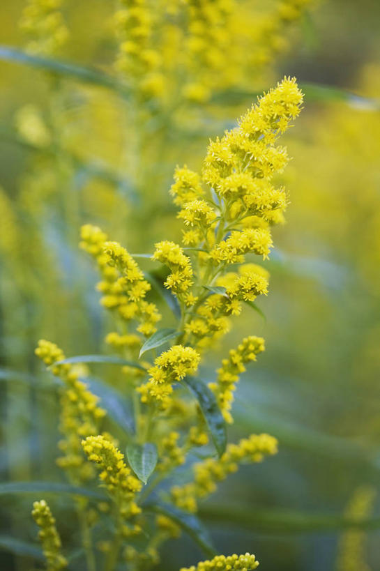 无人,竖图,室外,特写,白天,留白,美景,植物,景观,尖顶,花,花瓣,黄色,自然,夏天,景色,摄影,环境,明亮,清新,自然风光,柔焦,秋麒麟草,孤独,彩图