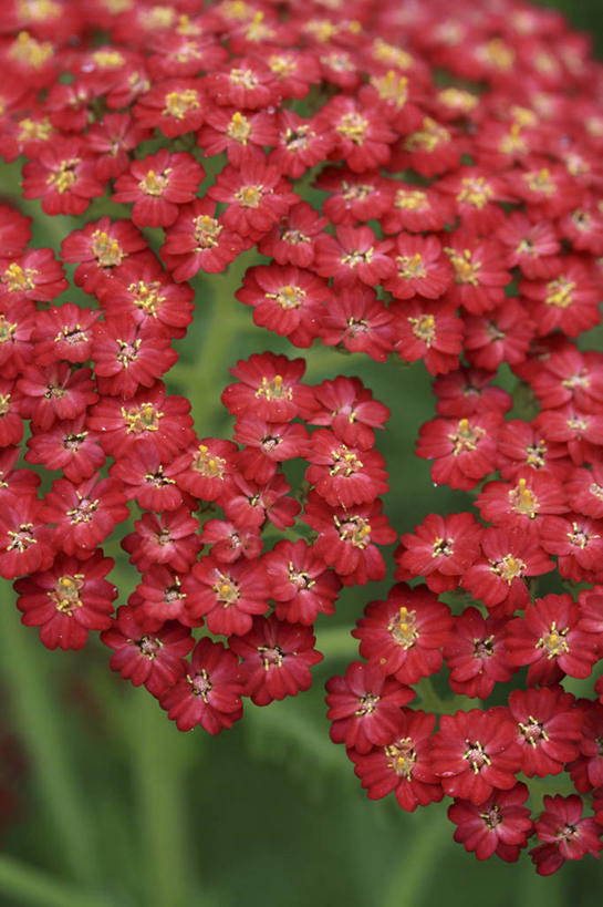 无人,竖图,室外,特写,白天,快乐,美景,植物,景观,花,一个,粉色,红色,自然,花束,夏天,景色,摄影,单个,环境,明亮,清新,自然风光,西洋蓍草,彩图,多年生植物