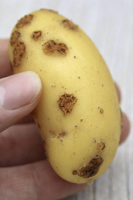 成年人,中年人,手,一个人,竖图,室内,白天,白色背景,美景,植物,蔬菜,仅一个女性,仅一个人,景观,食品,拿着,破坏,饮食,破损,白色,自然,仅一个中年女性,生病,景色,人体,摄影,有机食品,部分,环境,损坏,疾病,自然风光,问题,夏洛特,式样,畸形,女人,女性,中年女性,马铃薯,彩图,影棚拍摄