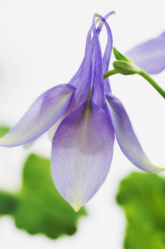 无人,竖图,室内,特写,白天,留白,白色背景,美景,植物,景观,花,花瓣,一个,紫色,白色,自然,夏天,景色,摄影,单个,环境,明亮,简单,自然风光,耧斗菜,彩图,多年生植物